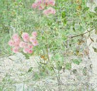 FGM3693 Mimosa sp..JPG