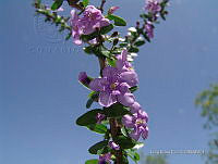 IRR 1316 Plocosperma buxifolium.jpg