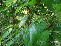 MRG-2017-617 Byttneria aculeata (MEGA-6sept17-a).JPG