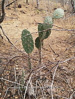 RG016 0298 Opuntia excelsa.jpg