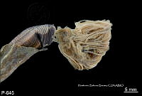 ME006 Pol 0184 Sabellastarte magnifica.jpg