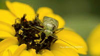 SM0255 Taylorilygus apicalis.jpg