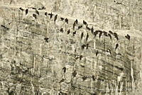 PC0043 Sula leucogaster.jpg
