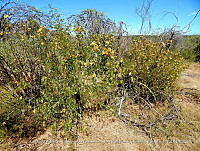 LI005 0141 Senna pallida.jpg