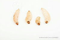 IMDOC3441 Aegiale hesperiaris.jpg