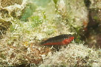 IDG1577 Labrisomidae.jpg