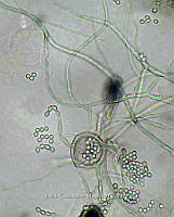 ME008 0295 Phoma.jpg
