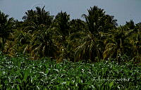 FBA0840 Zea mays.jpg