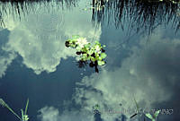 3493 Eichhornia crassipes.jpg