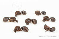 IMDOC3419 Atta mexicana.jpg