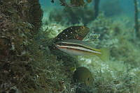 IDG1494 Scarus iseri, Sparisoma viride.jpg