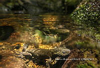 MN6F0036 Ambystoma.jpg