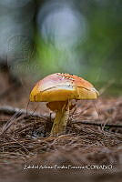 ZAPF 0823 Amanita caesarea.jpg