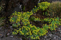 VWS061 Draba nivicola.jpg