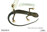 ME006 herp SCLC 0266 Ixalotriton niger - Wake & Johnson, 1989.jpg