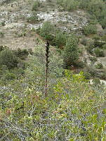 RG001 0173 Agave nuusaviorum.jpg
