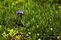 MASM08246 Eleutherodactylus grandis.jpg