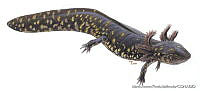 MAPM0725 Ambystoma rivulare.jpg