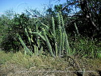 LI005 0192 Stenocereus alamosensis.jpg