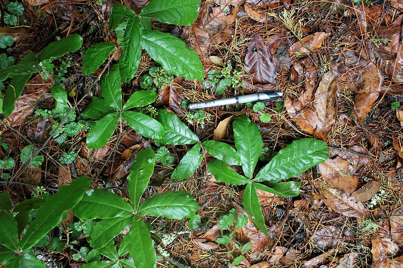 GFF0001%20Quercus%20acherdophylla.JPG.nyeO5771MaGZUYFhQA3g0JtbmFja29CbnFuZ3NAbXJ6LGtwZwA.Z0 kfLAxxV