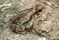 LCM0180 Incilius tutelarius.jpg