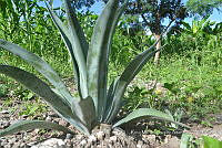 SG019 0282 Agave salmiana.jpg