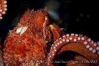 CNS1305 Enteroctopus dofleini.jpg