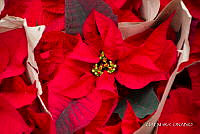 3R 01463 Euphorbia pulcherrima.jpg