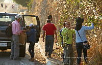 FBA1323 Gossypium hirsutum.jpg