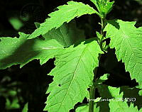 ZG013 0501 Dysphania ambrosioides.jpg