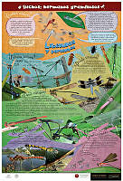 Libélulas Español.jpg