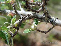 IRR 0034 Amelanchier denticulata.jpg