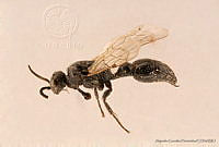 AGDE019-528 Tiphia micheneri.jpg