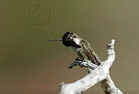 CNS0165 Calypte costae.jpg