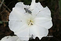 HVBR0071 Operculina pinnatifida.JPG