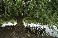 MASM03955 Taxodium mucronatum.jpg