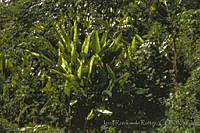 3445 Heliconia sp..jpg