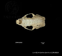 LESS 0236 Conepatus leuconotus ssp. leuconotus.JPG