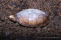 LCM0056 Kinosternon acutum.jpg