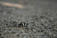 IMDOC4159 Cangrejo.jpg