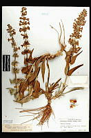 101274 Penstemon angustifolius venosus.jpg