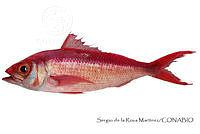 SRM0120 Etelis oculatus.jpg