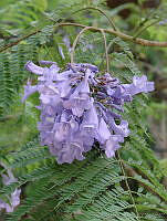 CGL1229 Jacaranda mimosifolia.jpg