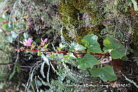 JJBC0057 Begonia gracilis.JPG