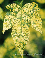 PDA0001 Abutilon sp..JPG