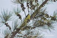 JRRO0312 Spinus psaltria.jpg