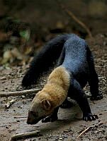 ELC0093 Eira barbara.jpg