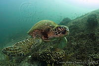 OAO0034 Chelonia mydas.jpg