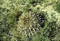 2832 Ferocactus latispinus.jpg