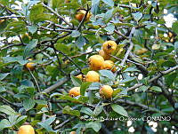 ZG007 0149 Crataegus mexicana.jpg